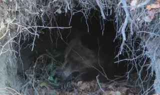 Някои от мечките в парка в Белица вече заспаха зимен сън