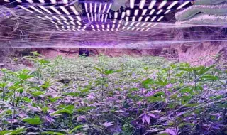 Откриха наркооранжерия в минна галерия край Кюстендил