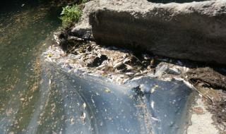 Проверки след сигнал за мъртва риба в река Осъм