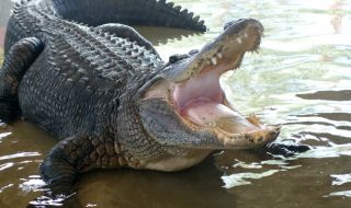 Мъж бръкна в устата на крокодил, за да спаси кучето си (ВИДЕО)