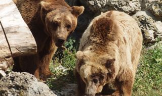 Изплатиха над 220 000 лева обезщетения за нанесени от мечки щети 