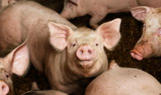 Масово не регистрират лични стопанства за животни в Ямболско