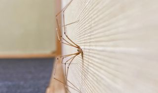 Как да прогоним паяците от дома си