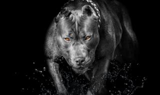 Русия направи списък на опасните породи кучета