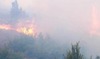 Българи и сърби гасят пожара над Чипровци