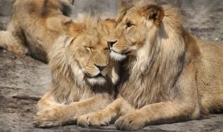 Спасиха 9 лъва от Одеса