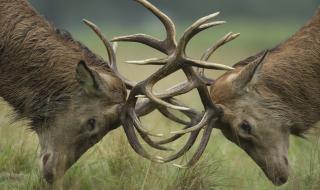 Еленски бой блокира трафика в Роуд Айлънд (ВИДЕО)