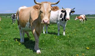 Туристка се опита да си направи снимка с крава. Грешка!