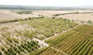 Черната златка унищожава овощните градини в  България