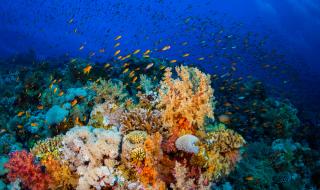 Генномодифицирани суперводорасли ще спасят кораловите рифове