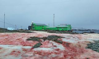 Кървавочервен сняг в Антарктида ужаси учените (СНИМКИ)