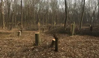Потвърдиха глобата от 100 хил. лв. за отсечените дървета в Борисовата градина