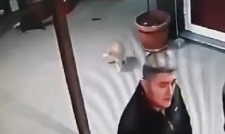 Мъж удря бременна котка в земята