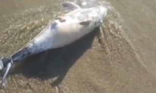 Забраната за риболов в Черно море - измислица?