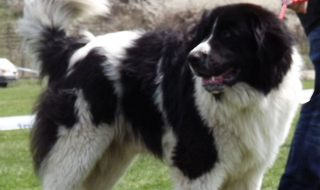 Две овчарки на Борисов на световно в Москва