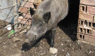 Има ли опасност от втора вълна на Африканска чума у нас?