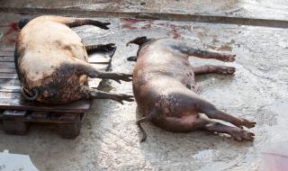 Избиха 400 000 прасета в Румъния