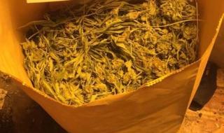 Разкриха домашна оранжерия за марихуана в столицата