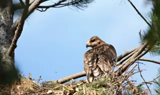 Отровиха царски орел и още 13 животни в Странджа