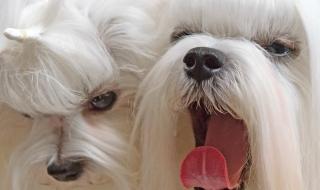 Предимствата да има куче в работата