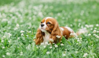 Любимите кучета на аристократите