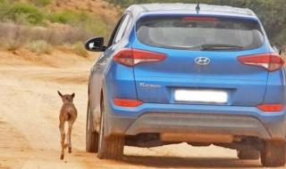 Малка антилопа гну обърка автомобил с майка си