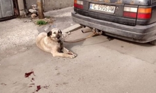 Как спасяването на животно превърна гражданин в... хулиган