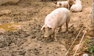 Собственик на свинекомплекс осъди БАБХ за милиони