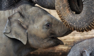 Слонове срещу пожари