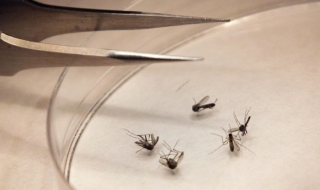 Зика не е единствената заплаха покрай комарите