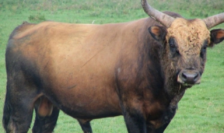 Разбеснял се бик намушка работник