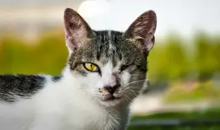 Едноок котарак изчезна по време на полет между Кипър и Гърция