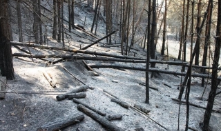 Пожари поглъщат гората, еколозите се занимават със ски писти