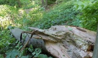 Без виновни за дървото-убиец в Шумен