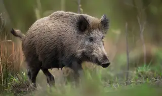 Матриархат: Бременни женски глигани поведоха стадата