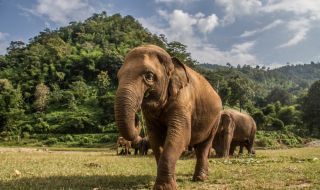 Стадо слонове, което обикаля из Китай повече от година, е сензация в социалните мрежи (ВИДЕО)
