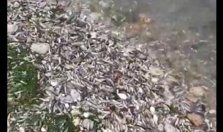 Амониев азот изтровил рибата във Варненското езеро
