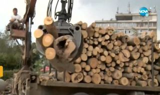 Дунчев: С дървата за огрев се правят мащабни корупционни схеми