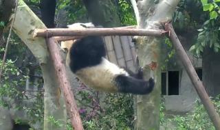 Панда акробат засрами всички маймуни (ВИДЕО)