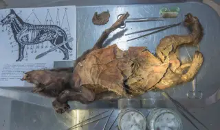 Шведски учени се сдобиха с генома на вълнест носорог от стомаха на древно вълче