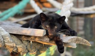 Черната пантера Калил е най-новият обитател на зоопарка в Бургас (ВИДЕО+СНИМКИ)