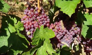 Пандемията удари и реколтата от грозде