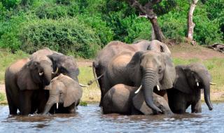 Откриха десетки убити слонове