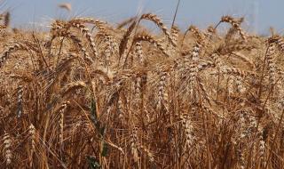 Очаква се слаба реколта от пшеница