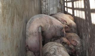 Избиват прасета - майки в Карнобатско