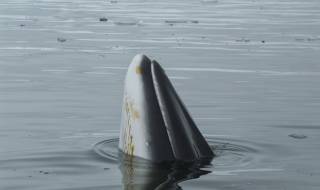 Доброволци спасиха от сигурна смърт 6-метров мини кит