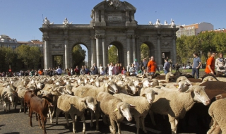 Овце и крави шестваха из Мадрид