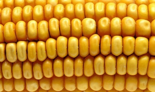 ЕС пусна 11 нови вида ГМО царевица