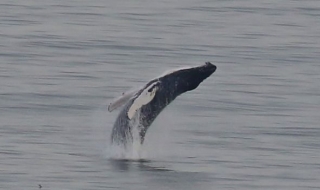 Гърбат кит прави задно салто (СНИМКИ)