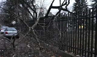 Дърво падна върху оградата на детска градина в София